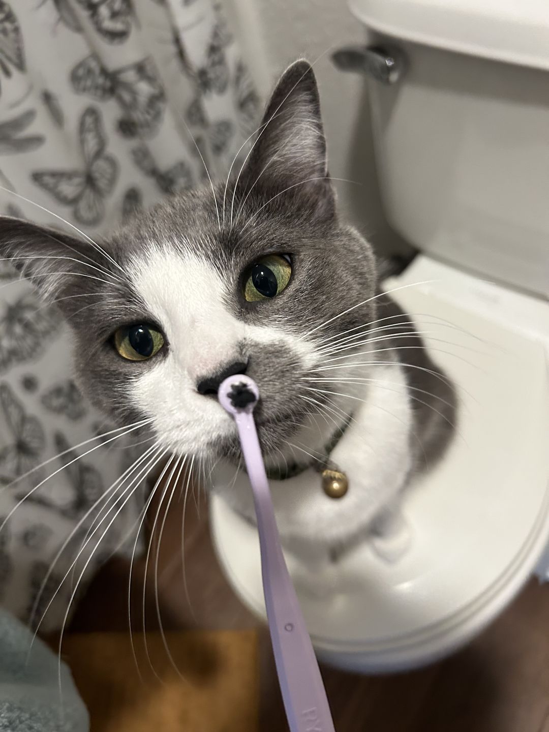 as a vet tech, i see SO many young cats come in with dental disease. my kiddo is only 2 and he already has pretty significant gingivitis, so i try to stay proactive about his dental health. the small size and angle makes it super easy to reach those back molars/premolars and the pointy side is super useful into getting into hard to reach places. i’ve recommended it to all of my coworkers and several clients who ask about maintaining their cat’s oral health🩷🦷